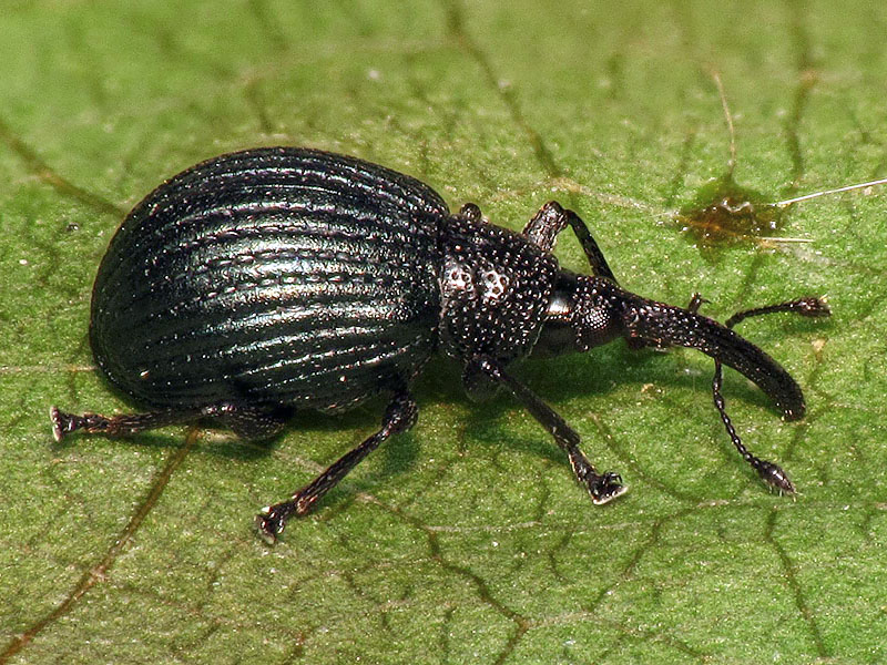 Apionidae
